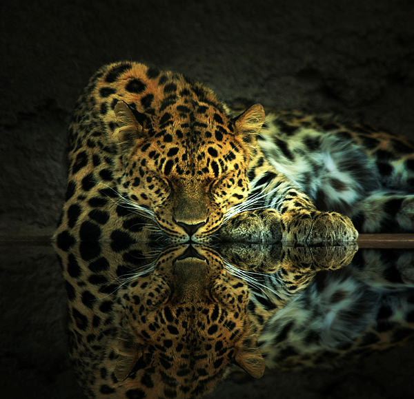 Endangered by Gene Praag Endangered by Gene Praag